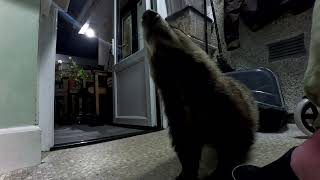 Biscuit the Badger and friends by ian stephens 168 views 1 month ago 1 minute, 54 seconds