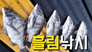 감성돔 흘림낚시 백발백중 포인트 (feat.마누라,개불)