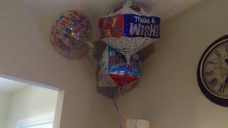 Great pyrenees protects us from balloons by Ace Disaster 199 views 5 years ago 2 minutes, 7 seconds