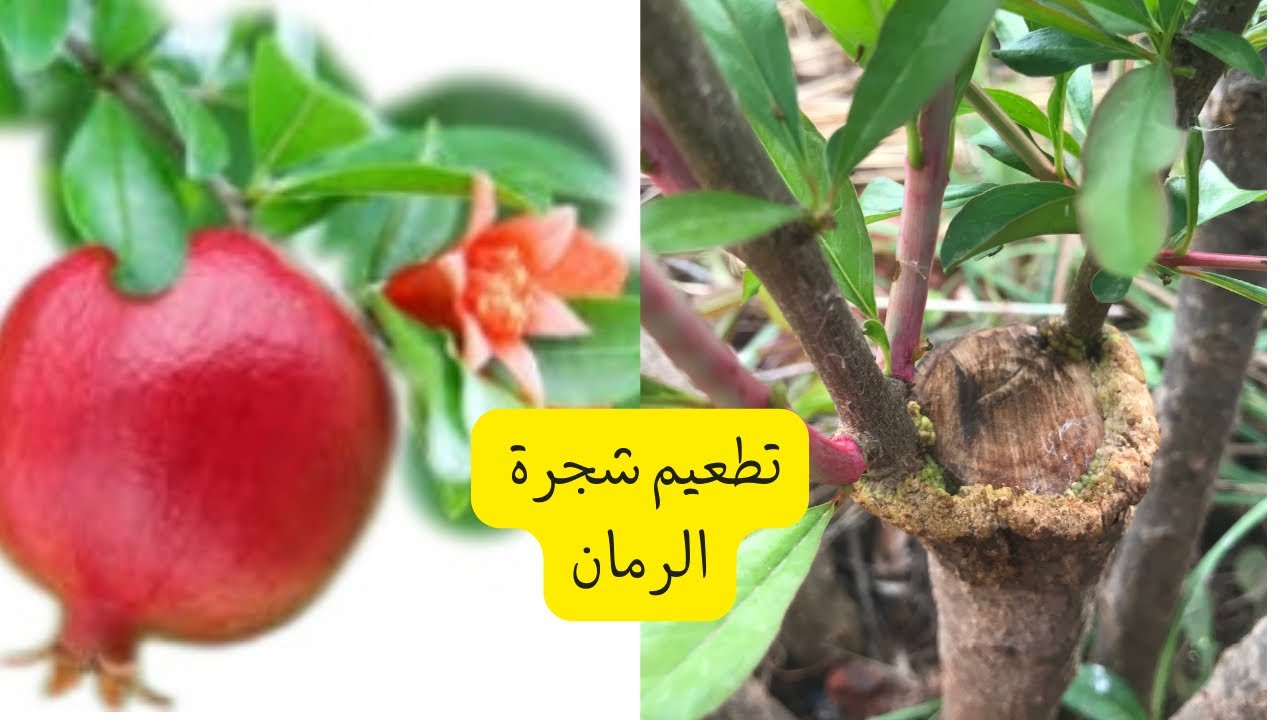 كيفية تطعيم شجرة الرمان بخطوات سهلة للحصول على ثمار مبكرة وغزيرة/ grafting trees