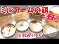 ミルワームが爆速で成長する餌を検証してみました２【大人の自由研究】