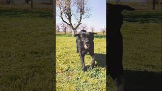 Лабрадор Красотка#собака #красота#любимаясобака #прикол