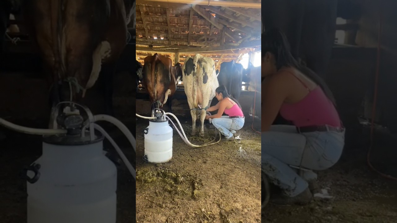 Persiapan memerah susu sapi