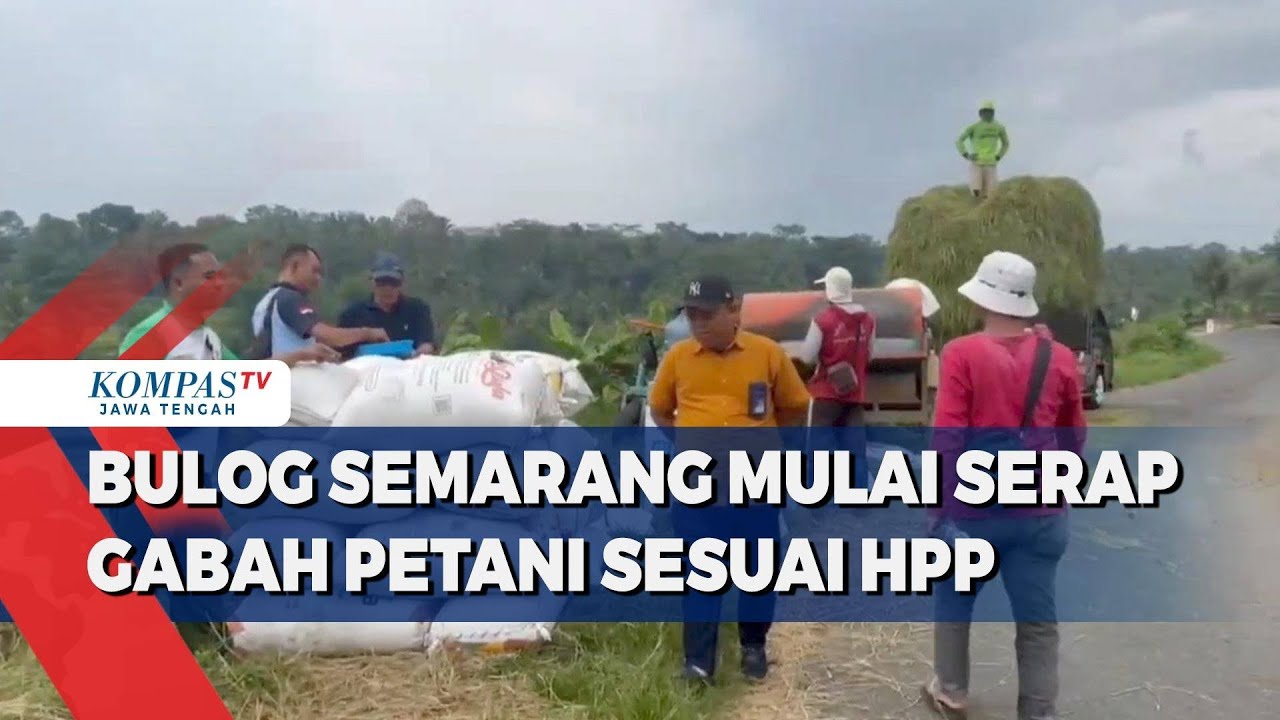 Bulog Semarang Mulai Serap Gabah Petani Sesuai HPP