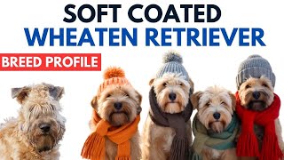 Soft Coated Wheaten Terrier Breed Profile History  Price  Traits  Grooming Needs  Lifespan