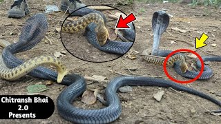 Cobra Vs Checkered Keelback .0