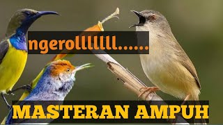 Kompilasi masteran burung kecil paling di cari ciblek sawah prenjak klawu konin sogon, sikatan londo