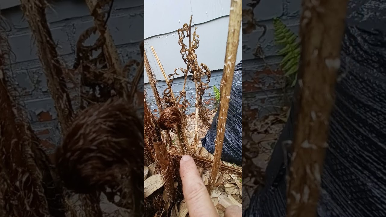 It's Alive! My Australian Tree Fern Made it.