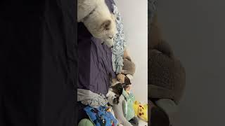 Cats vs dogs pt.1 #dog #laika #cute #cats #war #catsvsdogs