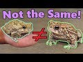 Frogs and Toads: What's the Difference?