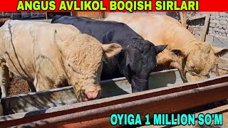 UY SHAROITIDA ANGUS AVLIKOL ZODLI MOLLARINI BOQISH SIRLARI