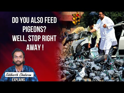 The Birdemic we are inviting by feeding pigeons