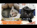 【保護犬　保護猫　譲渡　船橋市動物愛護指導センター】船橋市動物愛護指導センターの紹介動画「船橋市動物愛護指導センターってどんなところ⁉～人と動物との調和のとれた共生社会を目指して～」