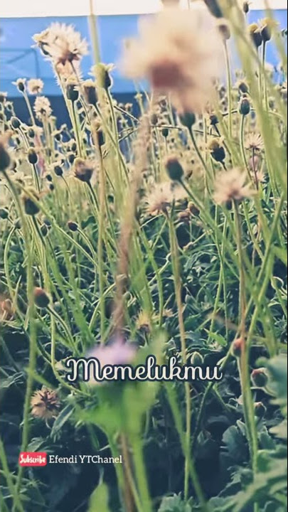 Anima - Bintang (Status Whatsapp terbaru)