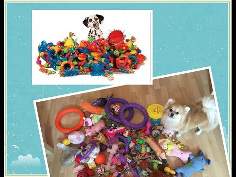 Все игрушки моих собак (Очень много)