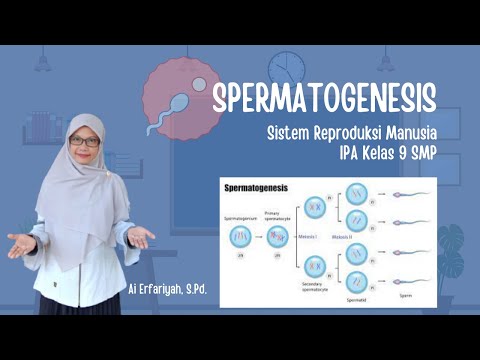 Spermatogenesis || Proses Pembentukan Sperma