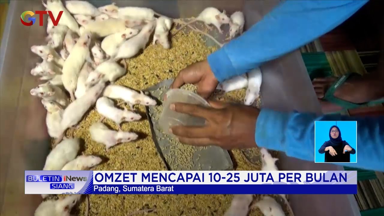 Bisnis Ternak Tikus Putih dan Mencit, Omzet Capai Rp10-25 Juta per