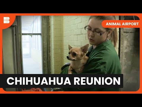 Chihuahua's Fearful Flight (2024)