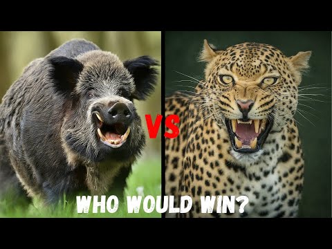 Wild Boar VS Leopard, 1 VS 1 Who Would Win ? - YouTube