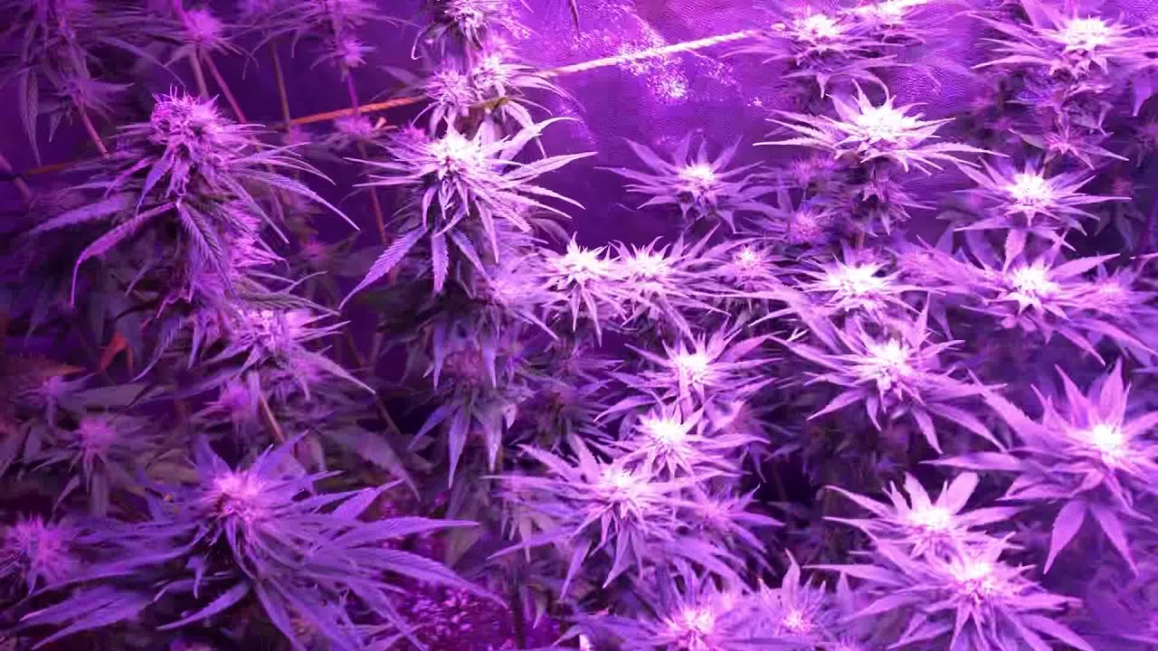 Outdoor Cannabis Grow M39 x GDP. Northern Alberta update #4. Now indoor Grow.