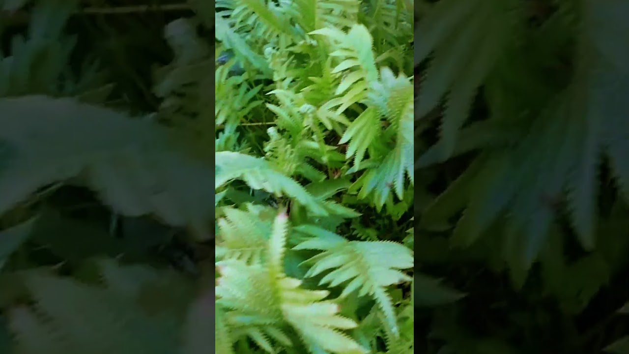 wild plants in my garden 