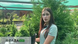 Ель Канадская Альберта Глоб