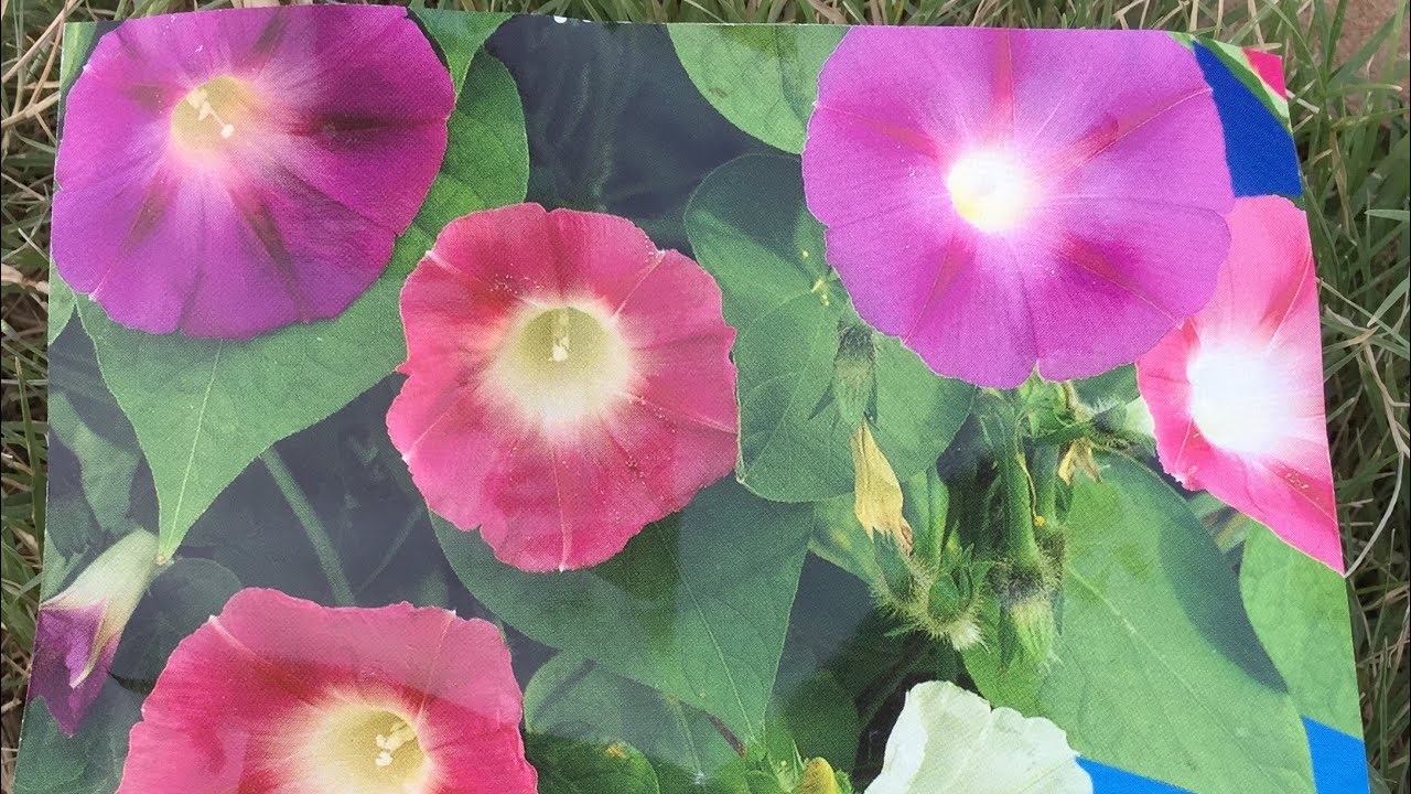 زراعة نبات  مجد الصباح ست الحسن من البذور في المنزل بطريقة بسيطة وسهلة