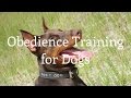 Obedience Training for Dogs - Dog Obedience Training Tips Obedience Training for Dogs - Dog Obedience Training Tips