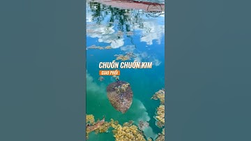 Chuồn chuồn kim - Damselfly mùa sinh sản #nature #shorts