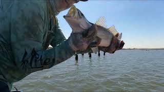 Shell Beach pilons for Big Speckled Trout, #slicklure, #saltlife,