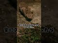 たぶんあの時の猫さんたち #shorts #cat #cute #猫