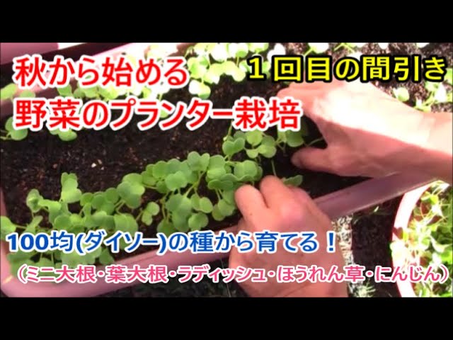 秋野菜のプランター栽培 1回目の 間引き 100均 ダイソー の種から育てる Youtube 秋野菜のプランター栽培 1回目の 間引き 100均 ダイソー の種から育てる Youtube