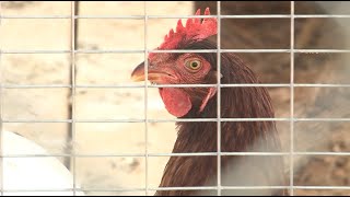 Celebrity Tyson says it wouldn't renew NWA poultry contracts if Oklahoma prevails in suit settlement Profile