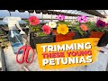 Trimming And Care For Young Petunias Trimming And Care For Young Petunias
