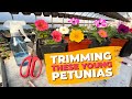 Trimming and care for young petunias