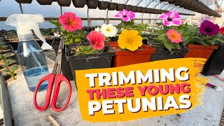 Trimming and Care for Young Petunias