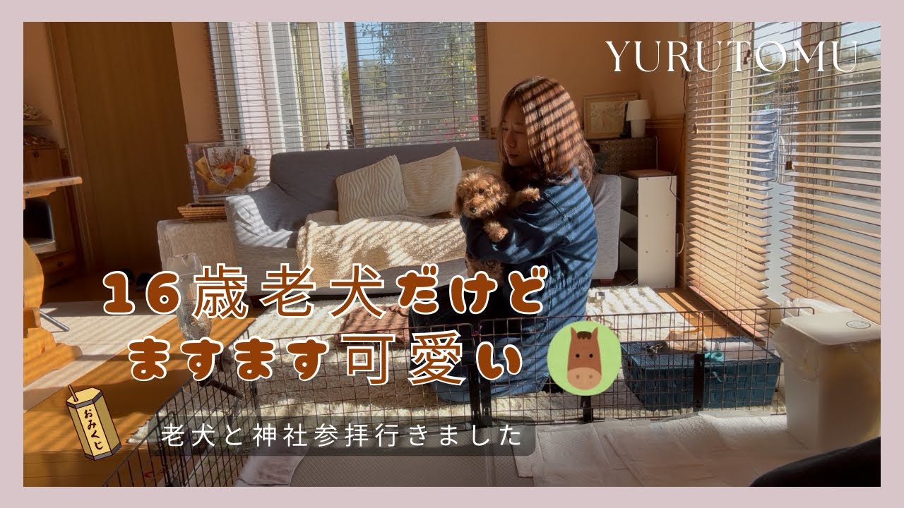 50代主婦vlog ｜夫婦ふたり暮らし｜老犬と神社参拝｜ランチ＆🍓ケーキ｜老犬との日常