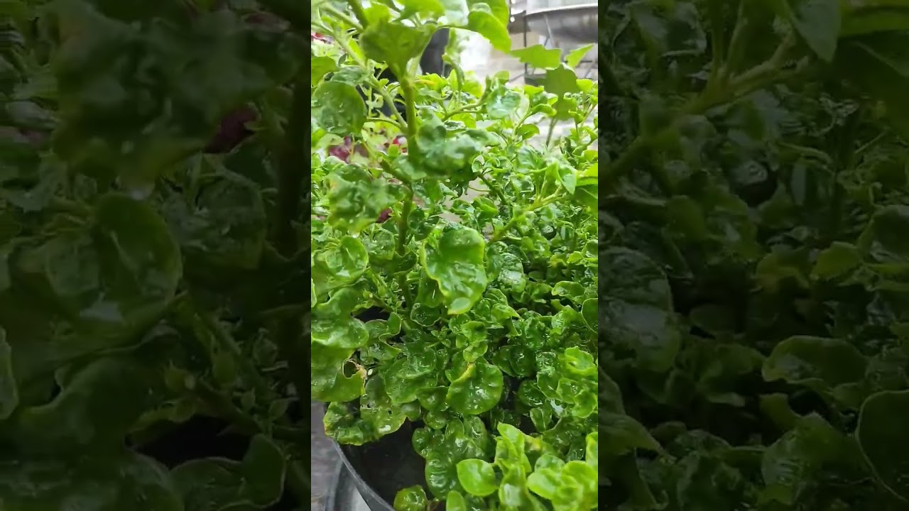 put brazil spinach on your garden list