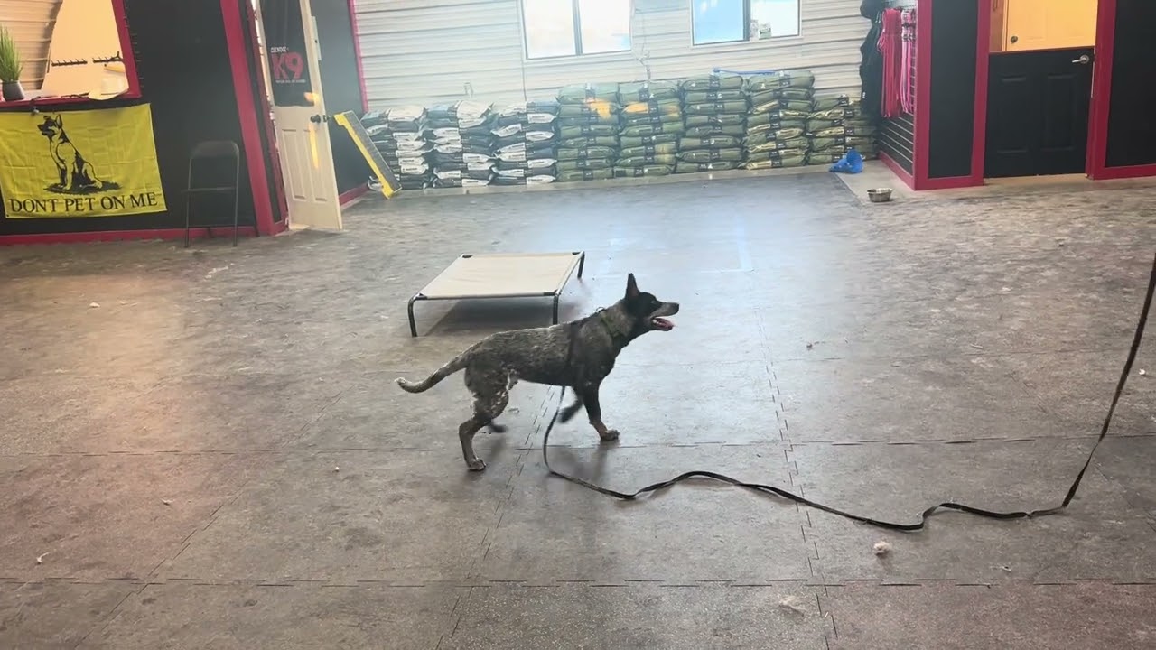 First Lesson With Blue Heeler! Part 1