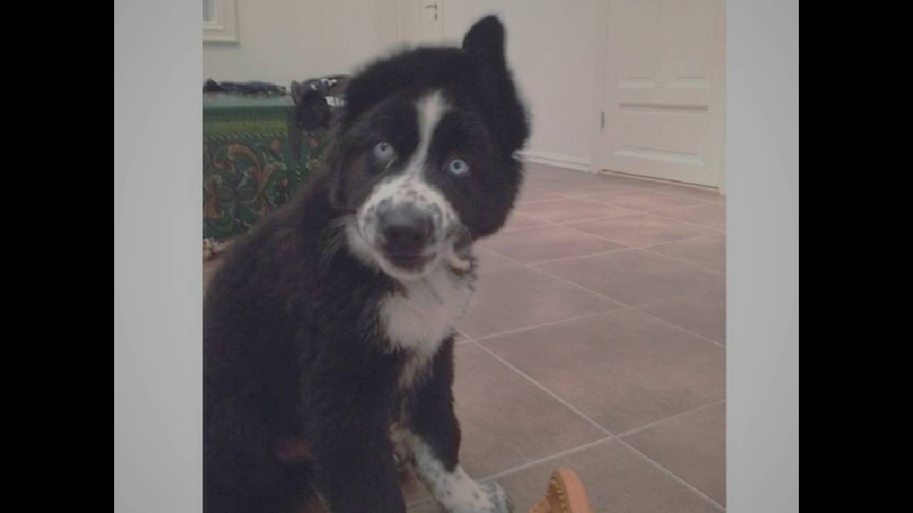 German Shepherd/Alaskan Husky /Border Collie mix - YouTube