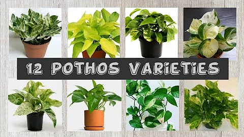 12 Different Kinds Of Pothos