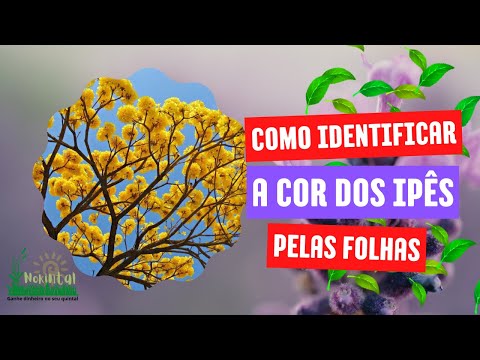 Vídeo: Álamo (21 Fotos): Preto E Outros Tipos. Folhas De árvores. Em Que Mês O Choupo Floresce E Como é? Quantos Anos Ele Vive? Por Que Ele Está Plantado Nas Cidades?