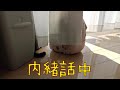 猫とカーテン裏で…?