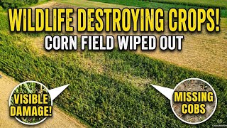 Farmers vs. Wild Animals: Crop Destruction in Zvonik! (Drone & Ground Footage)