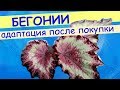 Бегонии: адаптация после покупки в магазине, пересылки.