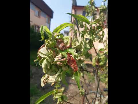 🍑ekofertile® - Peach Leaf Curl Disease Solution / ekofertile® - riešenie kučeravosti broskýň - video from Ekolive