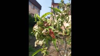 🍑ekofertile® - Peach Leaf Curl Disease Solution / ekofertile® - riešenie kučeravosti broskýň