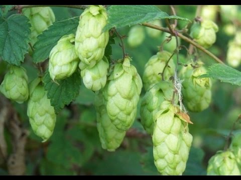 Хмель для пивоварения. Посадка. Сбор. Хранение.