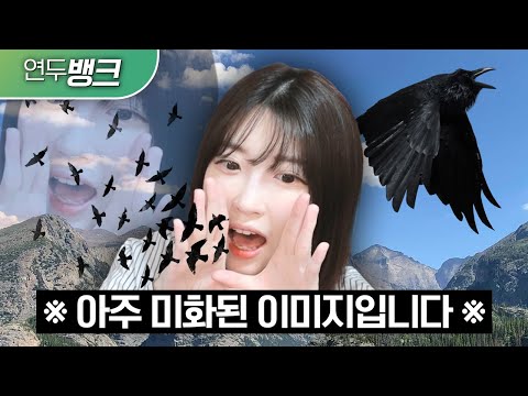 청력주의! 충청까마귀의 음파공격 모먼트 TOP 5 [연두뱅크]