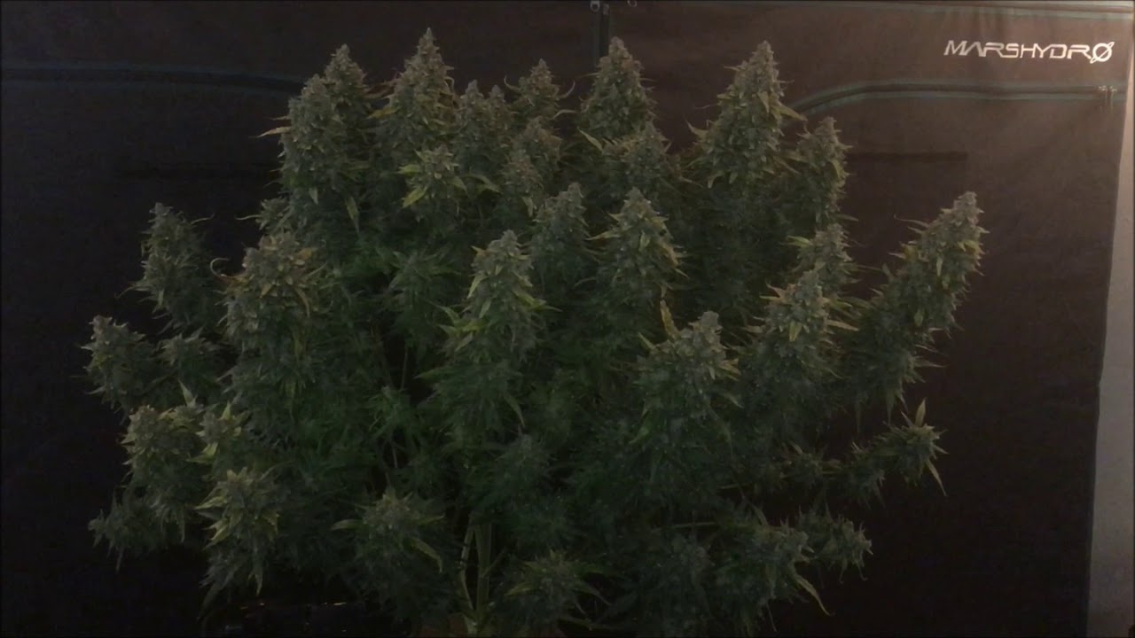 Lemon Zkittle Auto and Cheese XXL Auto finale